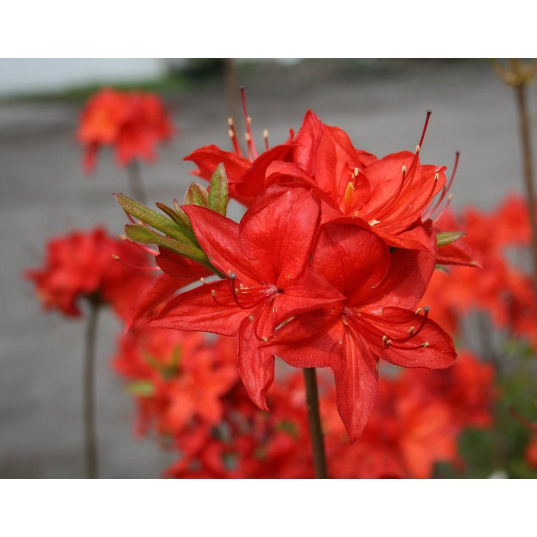 Rhododendron – Rhododendron (AM); 'Parkfeuer' - C5 40-50 CM